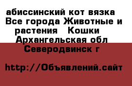 абиссинский кот вязка - Все города Животные и растения » Кошки   . Архангельская обл.,Северодвинск г.
